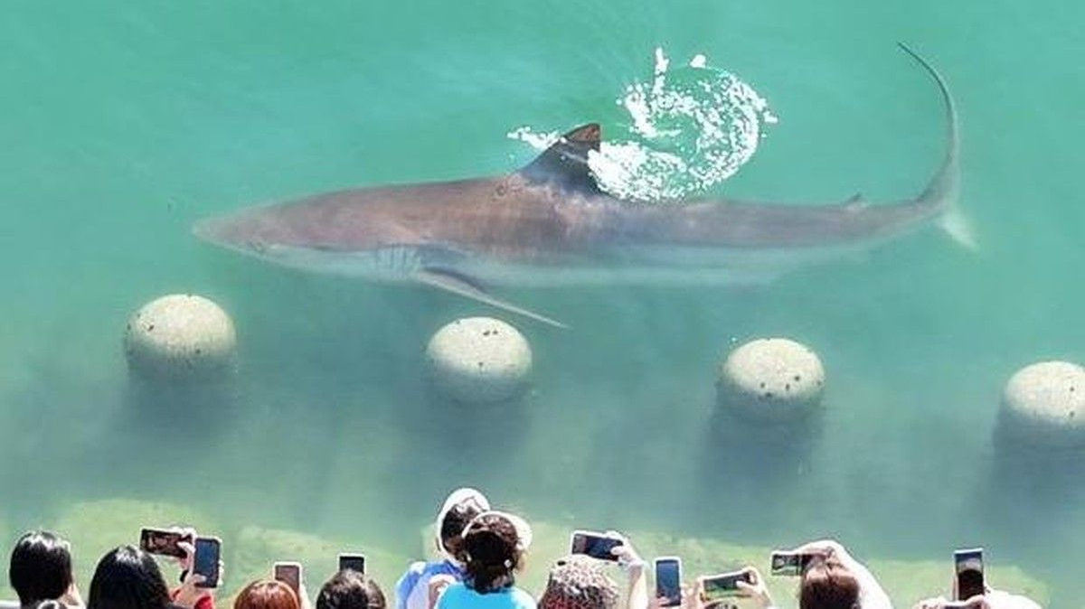 Photo: limapagi.id 3.5-Meter Bronze Whaler Shark Stranded in Busan City Canal